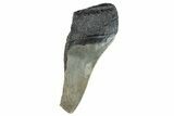 Partial Fossil Megalodon Tooth - Serrated Blade #268649-1
